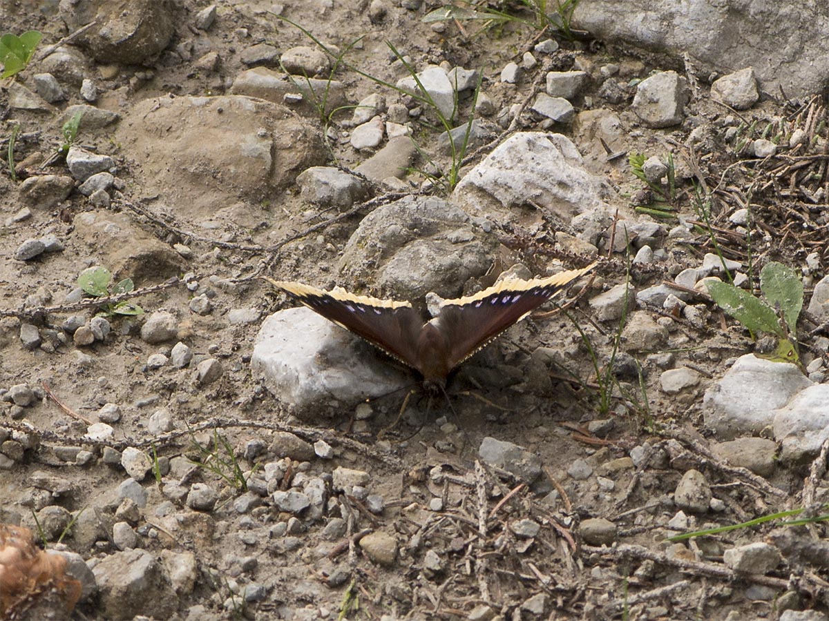 Nymphalis antiopa